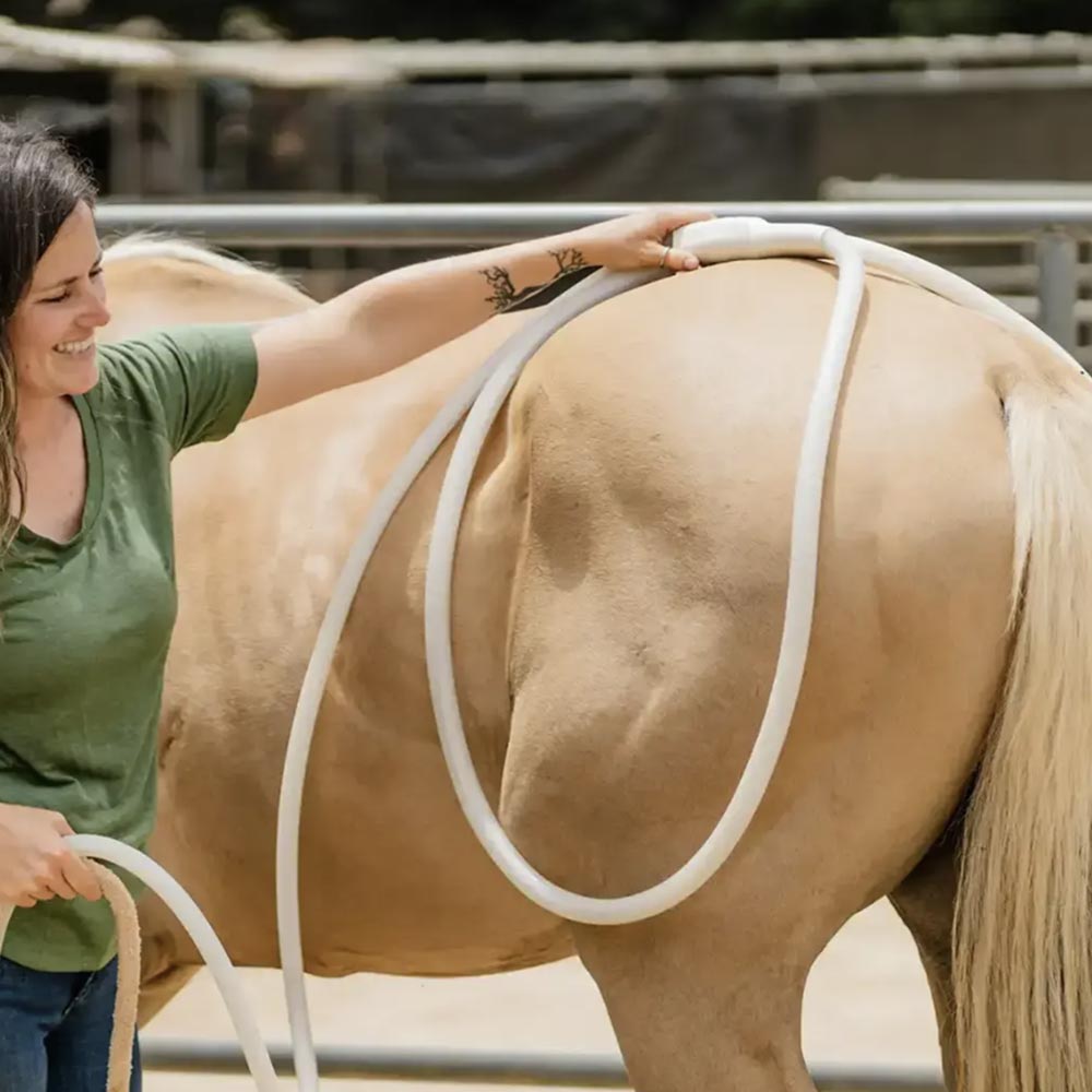 MagnaWave PEMF Device Large loop coil on horse