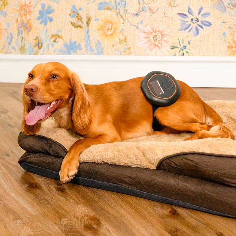 Dog wearing CELLER8 around back