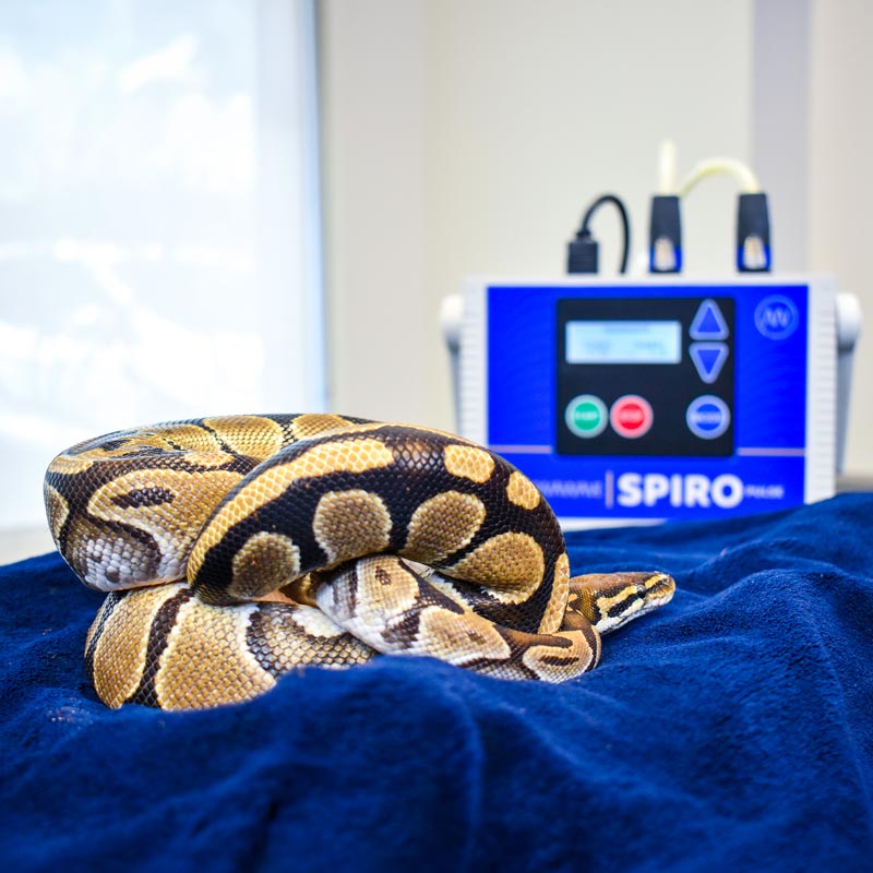 Spiro Klick PEMF device from MagnaWave being applied to snake