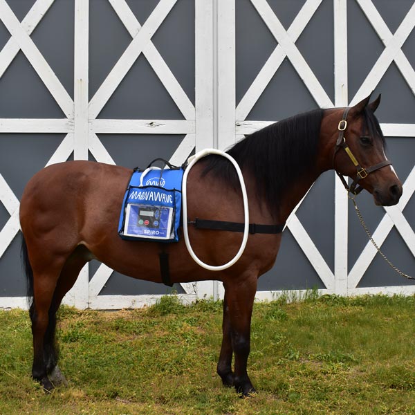 Spiro Klick PEMF device from MagnaWave worn by a horse while applying large loop